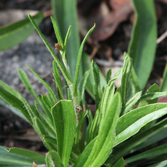 Xerochrysum bracteatum