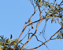 Purnella albifrons