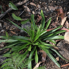 Xerochrysum bracteatum