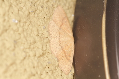 Cyclophora dataria