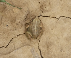 Pleurodema cinereum