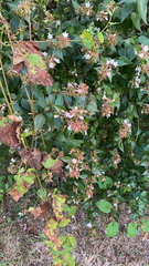 Abelia × grandiflora