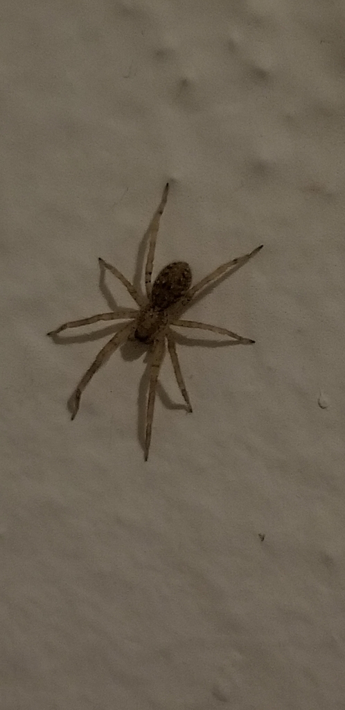 Mediterranean Spiny False Wolf Spider