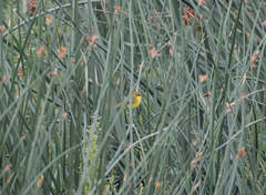 Pseudocolopteryx acutipennis