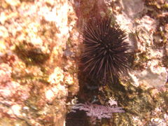 Echinometra vanbrunti