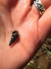 Juga plicifera
