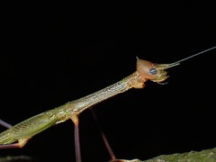 Paradiacantha acanthocephala