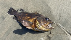 Sebastes chrysomelas