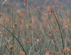 Pseudocolopteryx acutipennis