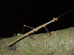 Paradiacantha acanthocephala