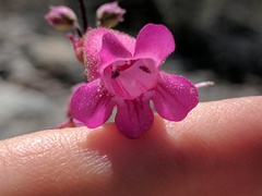 Penstemon pseudospectabilis