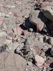 Penstemon pseudospectabilis