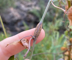 Neolasioptera convolvuli