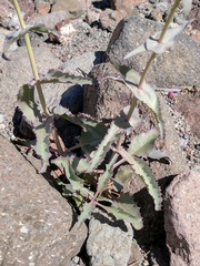 Penstemon pseudospectabilis