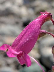 Penstemon pseudospectabilis