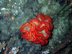 Sycozoa cerebriformis