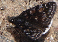 Erynnis pacuvius