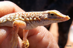 Meroles cuneirostris