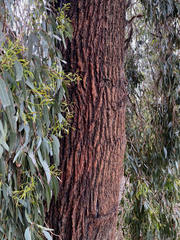 Eucalyptus tricarpa