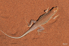 Meroles cuneirostris