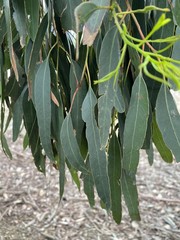 Eucalyptus tricarpa