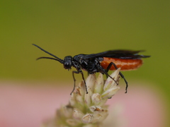 Lagium atroviolaceum