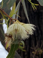 Eucalyptus tricarpa