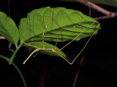 Phobaeticus