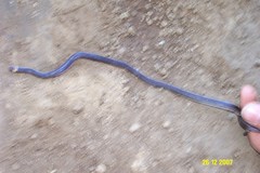 Enulius flavitorques