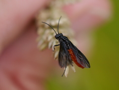 Lagium atroviolaceum