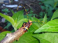 Trachyderes elegans