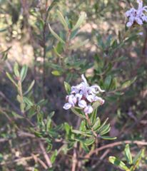 Grevillea phylicoides