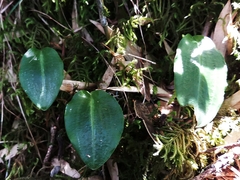 Platanthera brevicalcarata