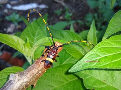 Trachyderes elegans