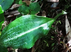 Platanthera brevicalcarata