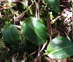 Platanthera brevicalcarata