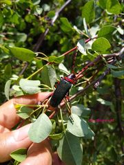 Stenaspis verticalis