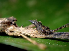 Paraloxopsis korystes