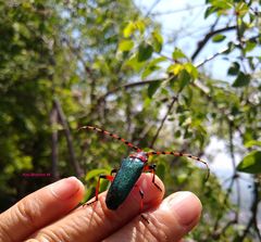 Stenaspis verticalis