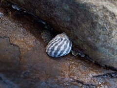 Austrocochlea porcata image