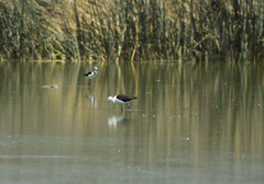 Recurvirostra andina