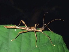 Paraloxopsis korystes