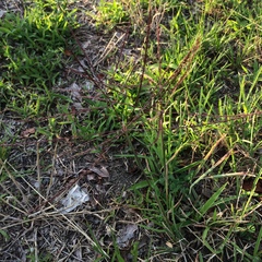 Chloris verticillata