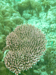 Acropora millepora