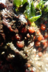 Metandrocarpa taylori