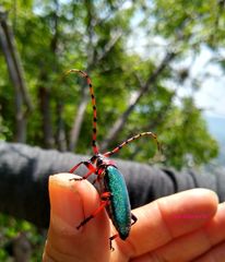 Stenaspis verticalis