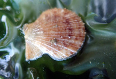 Chlamys