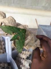 Euchloron megaera