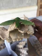 Euchloron megaera