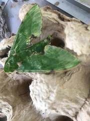 Euchloron megaera